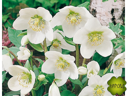 МОРОЗНИК ВОСТОЧНЫЙ