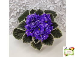 ВаТ-Ливень (Т.Валькова) 2018 г.