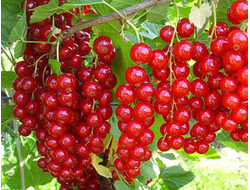 Смородина красная Йонкер ван тетс, C3