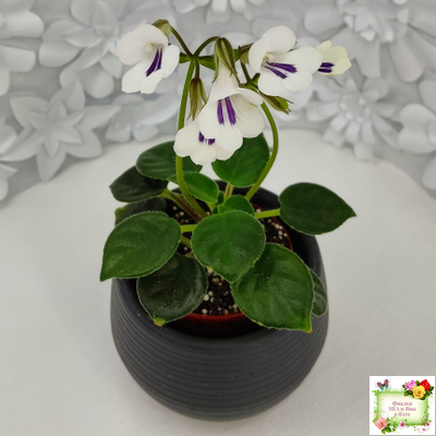 Deinostigma tamiana (Primulina tamiana (примулина тамиана))