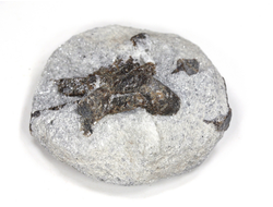 Ставролит, сросток кристаллов на сланце, Россия, Кольский п-ов (45*41*19 мм, 41 г) №26077