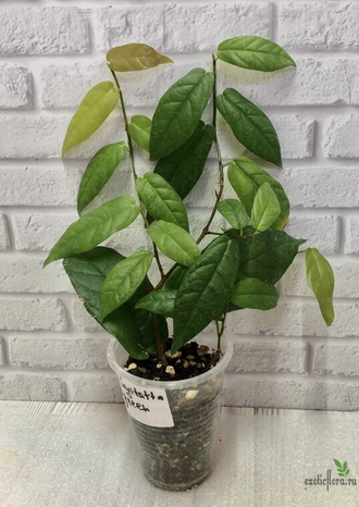 FICUS SAGITTATA ‘Big green leaf’ / ФИКУС САГИТТАТА ЗЕЛЕНЫЙ КРУПНОЛИСТНЫЙ