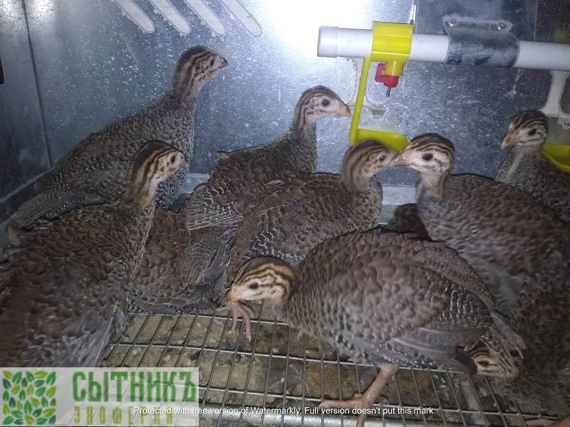 Доставка натурального мяса цесарки