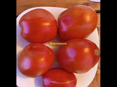 Томат Баклажан