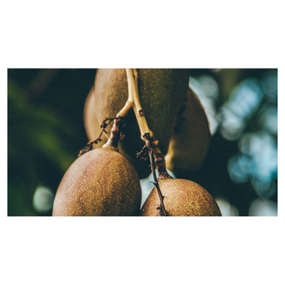 MANGUIER METISSE PIERRE GUILLAUME