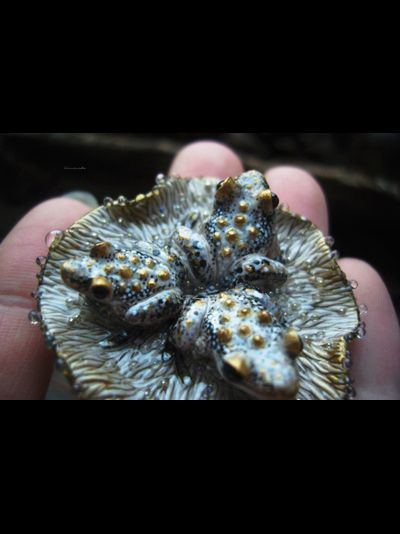 &quot;Дочери лесного царя&quot;, волшебная брошь с лягушками и каплями (миниатюра, 4 см)