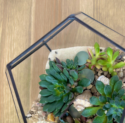 Флорариум, размер М