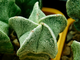 Astrophytum myriostigma v.strongylogonum (D=40-50 мм)