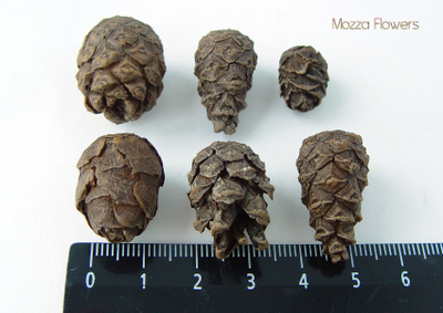 "Шишки" силиконовый молд