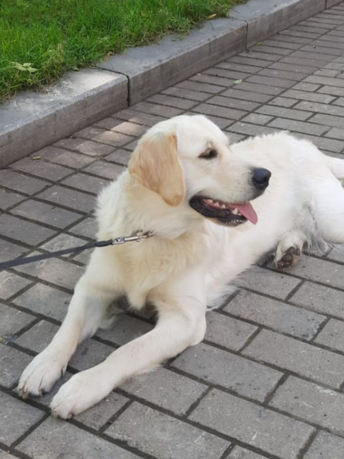 Мелли (Русское Золото Ямелия), 1 год