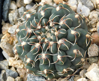Gymnocalycium stellatum v.kleinianum VG-052 - 10 семян