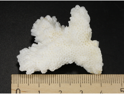 Коралл белый, коллекционный образец, Китай (42*33*20 мм, 12 г) №37695