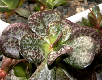 Adromischus maculatus (плоский) - растение