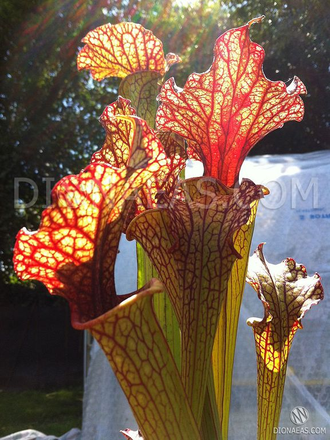 Семена Sarracenia x Moorei - Clone 1 - невероятно красивый мощный клон