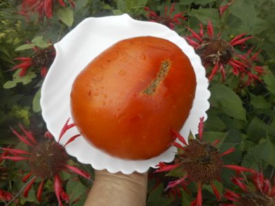 Томат Минусинские шары (усл)