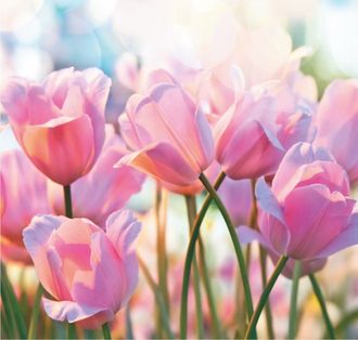 Фотообои Симфония "Весенние тюльпаны"