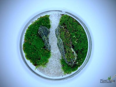 Чаша Пузырь Biolark Two (120мм х 105мм)