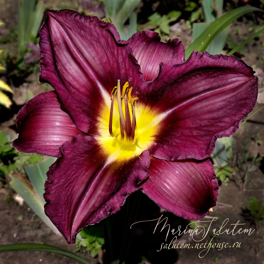 Лилейник Hemerocallis Jordan