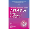 Atlas of Histology, Cytology and Embryology. S.L. Kuznetsov, N.N. Mushkambarov, V.L. Goryachkina. &quot;МИА&quot; (Медицинское информационное агентство). 2024