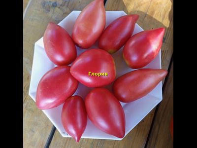 Томат Глория
