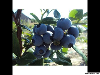 Голубика Блуэтта - Bluetta