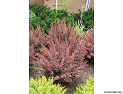 Барбарис Тунберга Pink Qween - фото в ландшафте - красовский-сад.рф