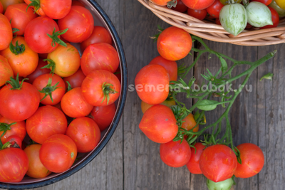 Томат Dwarf  Gandolf (Гендольф), 10 шт