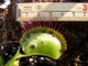 Dionaea muscipula "G-16"