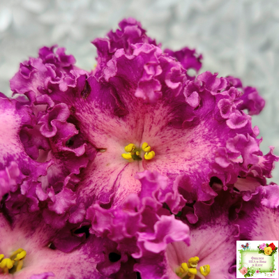 Nik-Любовный Напиток (Н. Булко) 2023 г.