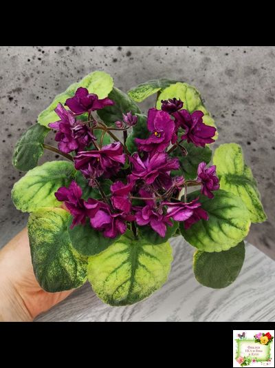 СВ-Город Солнечногорск (О.Емельянова) 2023 г. трейлер