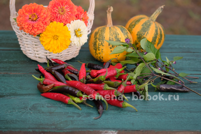 Перец сладкий Мурасаки Тогараши Ямато, 10 шт