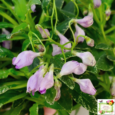 ЛЕ-Шотландский Вереск (Е. Лебецкая) мини трейлер