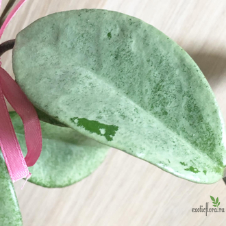 Hoya Carnosa 'Grey ghost'