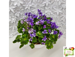 Biscayne Trail (S.Williams) трейлер