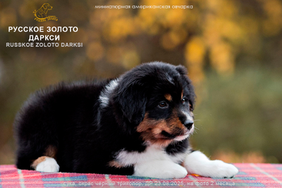 девочка ОРАНЖЕВЫЙ ошейничек Д-2025, mas = ЗАБРОНИРОВАНА