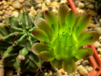 Gymnocalycium mihanovichii VoS-26 (D=18-22мм)