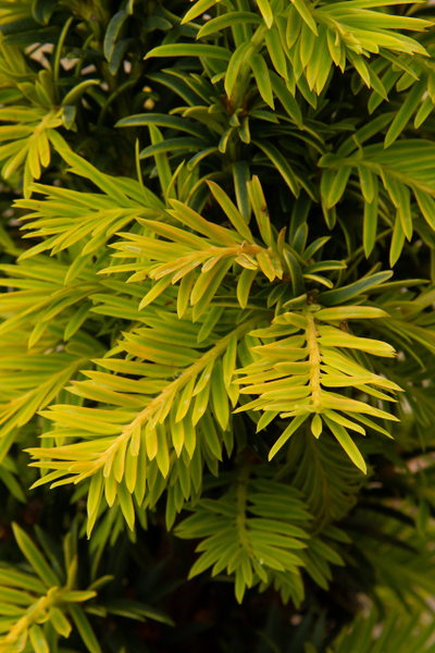 Тис ягодный Elegantissima