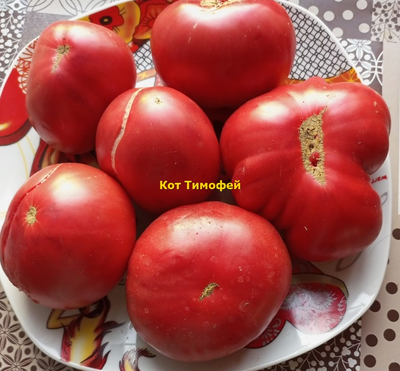 Томат Кот Тимофей