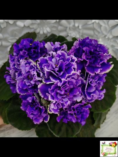 РМ-Синий Бриллиант (Н. Скорнякова) 2023 г.