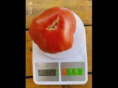 Томат Ярсон 22 (Jarson 22) Польша