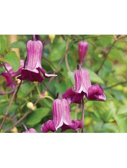 Клематис Queen Mother 'Zoqum' (Квин Мазер) в контейнере 2л