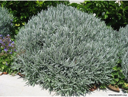 Лаванда широколистная  - latifolia