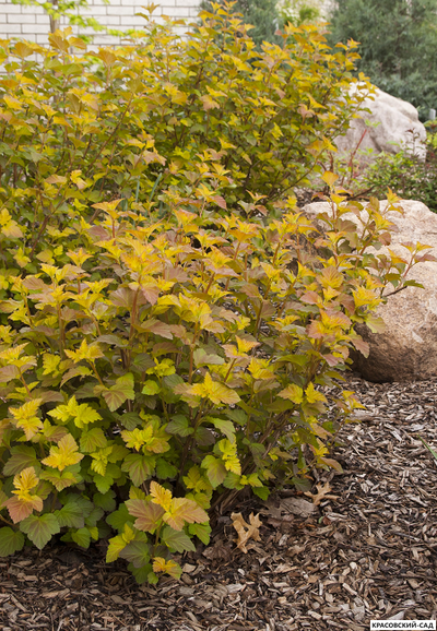 Пузыреплодник калинолистный Эмбер Джубиле - Amber Jubilee