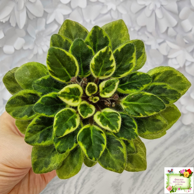 Rob's Lucky Charm (R.Robinson) 11/21/2003 (9293) листовая химера (стартер сорт)