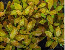 Людвигия овалис (пучок)