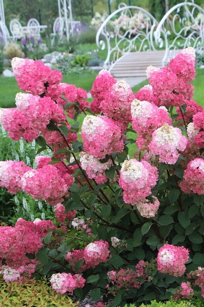 Гортензия метельчатая Самарская Лидия