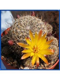 Sulcorebutia breviflora