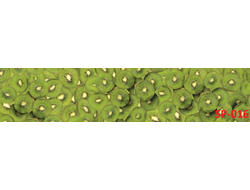 SP-016 КИВИ Глянцевая стеновая панель ALBICO  2800*610*6мм. *