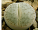 Lithops pseudotruncatella ssp.volkii C069 (MG-1700) - 10 семян