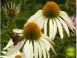 Эхинацея "Вайт Свон"